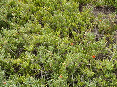 Malephora uitenhagensis