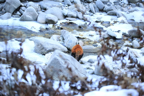 Red Panda (Ailurus fulgens)