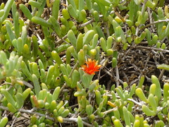 Malephora uitenhagensis