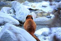 Ailurus fulgens styani