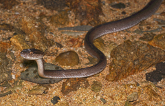 Protobothrops flavoviridis