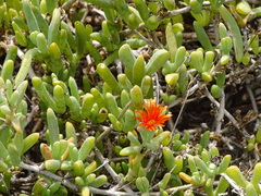 Malephora uitenhagensis