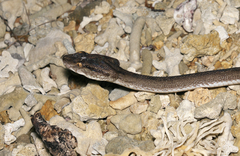 Protobothrops flavoviridis