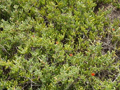 Malephora uitenhagensis
