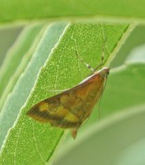 Pyrausta onythesalis