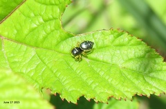 Heliophanus ussuricus
