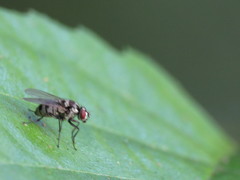 Limnophora obsignata