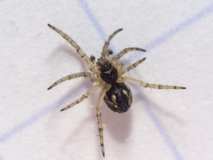 Mangora acalypha