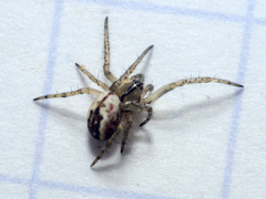 Mangora acalypha
