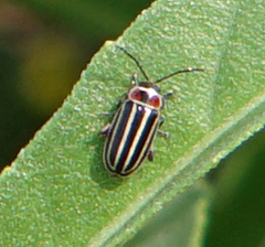 Disonycha pensylvanica