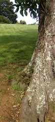 Ficus macrophylla