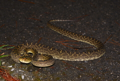 Protobothrops flavoviridis