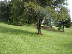 Ficus macrophylla