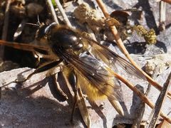 Brachypalpus chrysites
