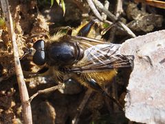 Brachypalpus chrysites
