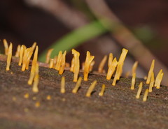 Calocera sinensis