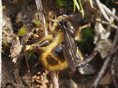 Brachypalpus chrysites