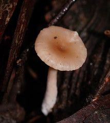 Singerocybe clitocyboides