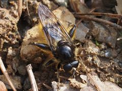 Brachypalpus chrysites