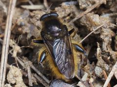 Brachypalpus chrysites