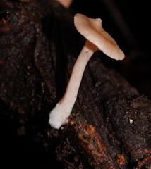 Singerocybe clitocyboides