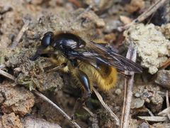 Brachypalpus chrysites