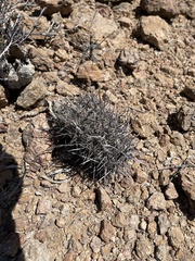 Echinocereus