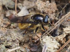 Brachypalpus chrysites