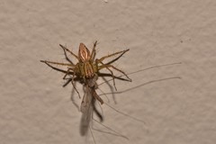 Oxyopes elegans