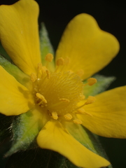 Potentilla indica