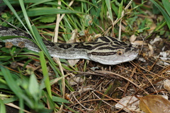 Protobothrops flavoviridis