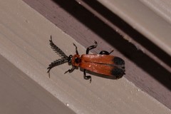 Cladophorus cinctus