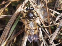 Brachypalpus chrysites