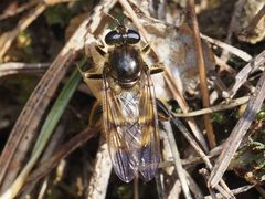 Brachypalpus chrysites