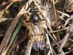 Brachypalpus chrysites