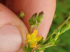 Hypericum pusillum