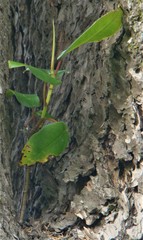 Ficus macrophylla