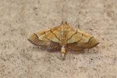 Orphanostigma haemorrhoidalis