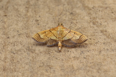 Orphanostigma haemorrhoidalis