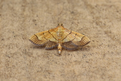 Orphanostigma haemorrhoidalis