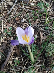 Crocus carpetanus