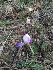 Crocus carpetanus