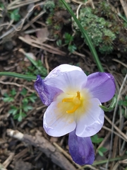 Crocus carpetanus