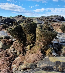 Cunjevoi photo 2
