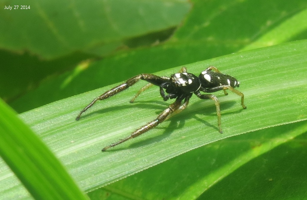 Mendoza pulchra