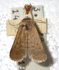 Caradrina gilva