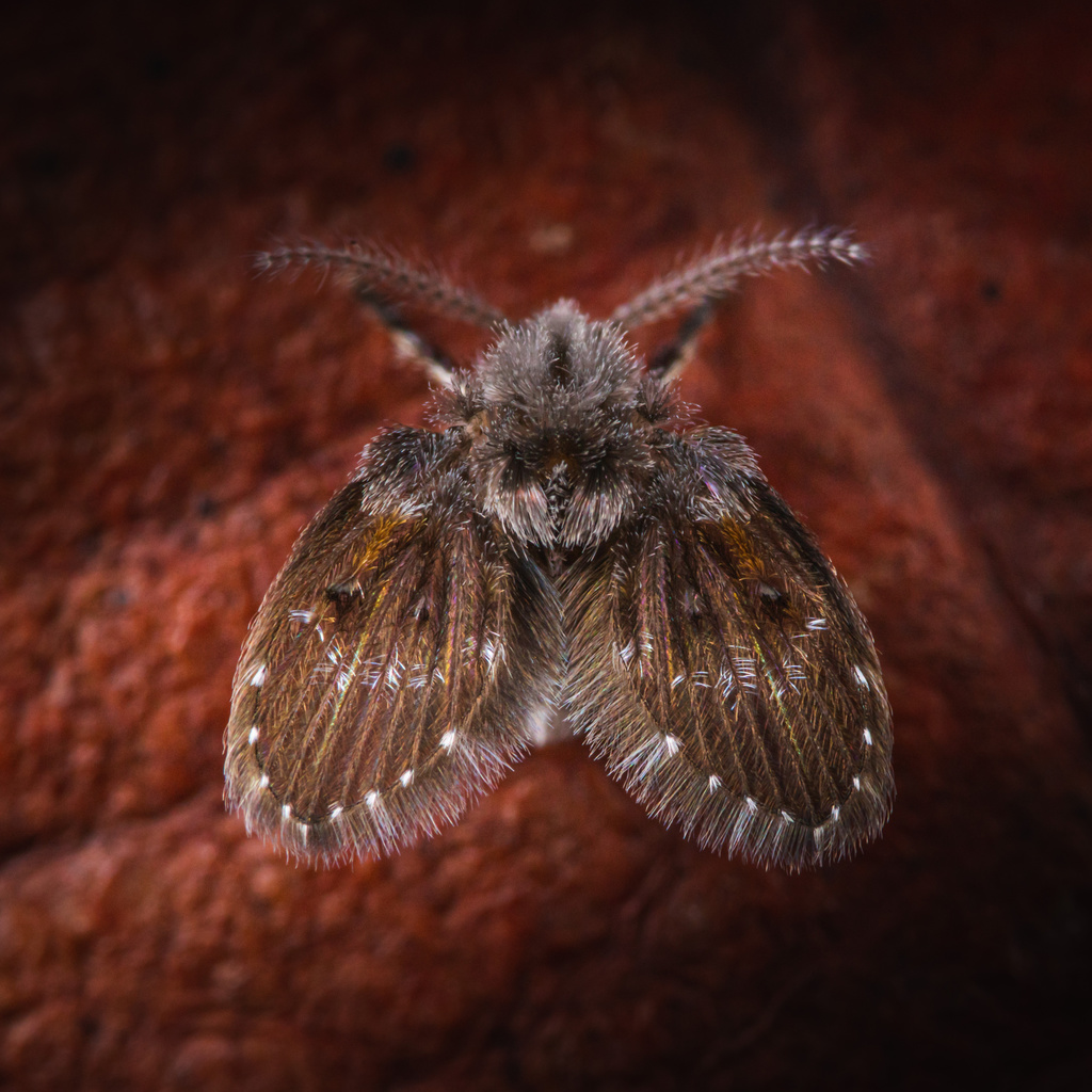 Drain fly (Clogmia albipunctata)