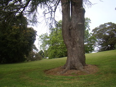 Ficus macrophylla