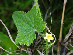 Cucumis althaeoides