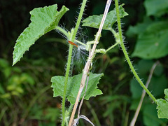 Cucumis althaeoides